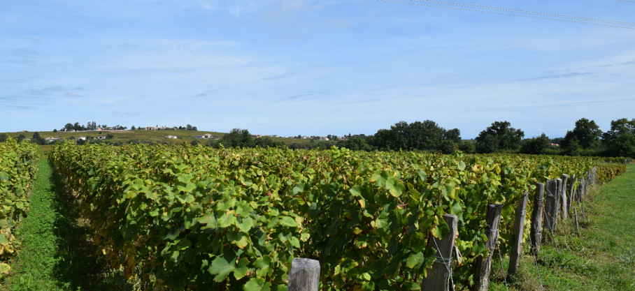 Vin de France Pinot Gris - Pascal Aufranc