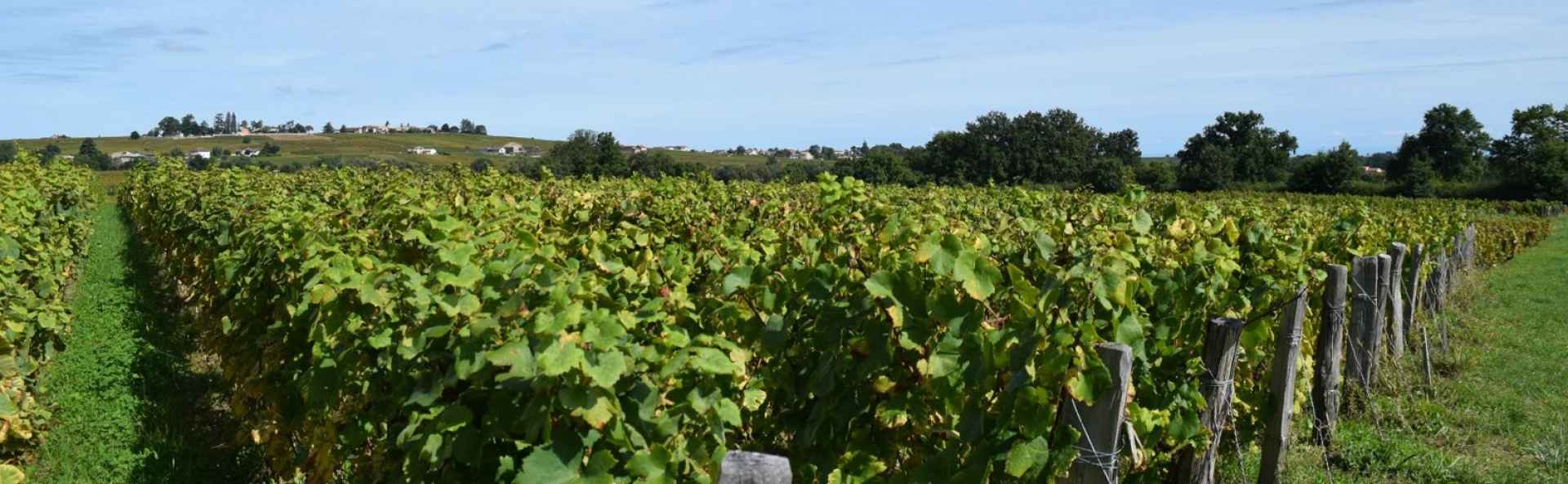 Domaine Pascal Aufranc - Artisan vigneron - Côte Beaujolaise